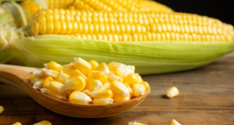 الحكومة تتجه لزيادة واردات الذرة إلى 9.5 مليون طن مع ارتفاع الاستهلاك