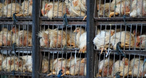 وزارة الزراعة واستصلاح الأراضي