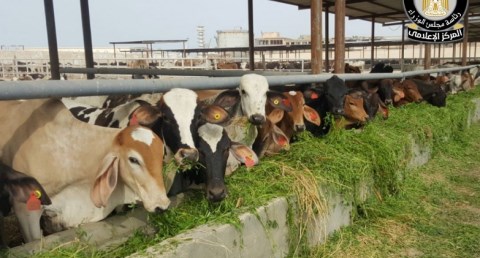 مجلس الوزراء يوضح حقيقة نفوق 500 رأس ماشية بمحافظة المنوفية