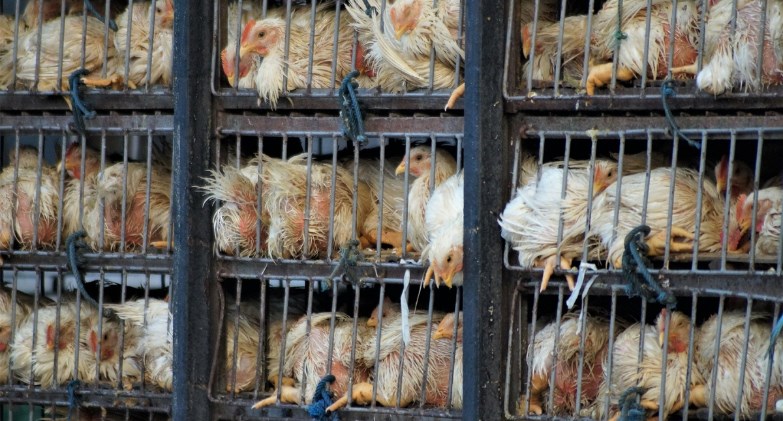 وزارة الزراعة واستصلاح الأراضي