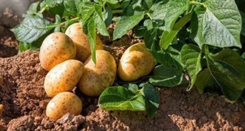 صادرات البطاطس المصرية