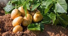 صادرات البطاطس المصرية