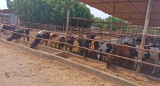 حملة التحصين الشاملة يوم السبت المقبل لحماية رؤوس الماشية في المحافظات
