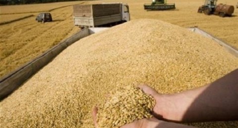 موسم توريد القمح المحلي
