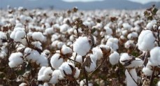  القطن الزهر موسم 2025-2026  