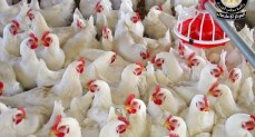 حقيقة ظهور فيروس إنفلونزا الطيور بالمزارع المصرية