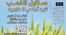 وزارة الزراعة: زراعة 3.76 مليون فدان قمح لهذا الموسم لنتجاوز المستهدف
