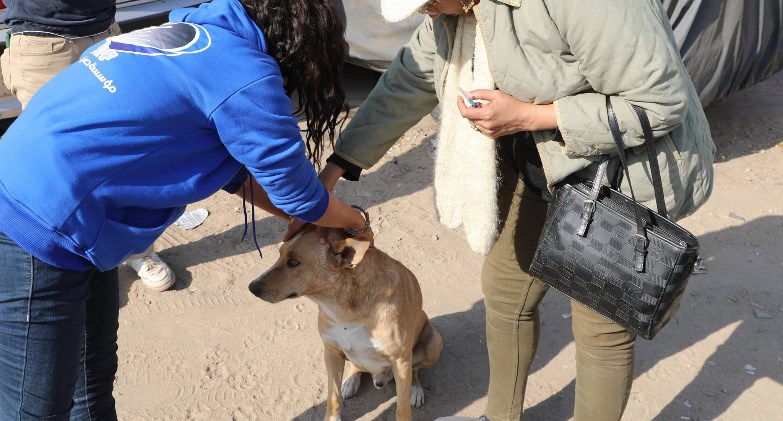 الزراعة: تحصين 293 كلباً و نقل 25 آخرين إلى الشلاتر للتعقيم بعين شمس