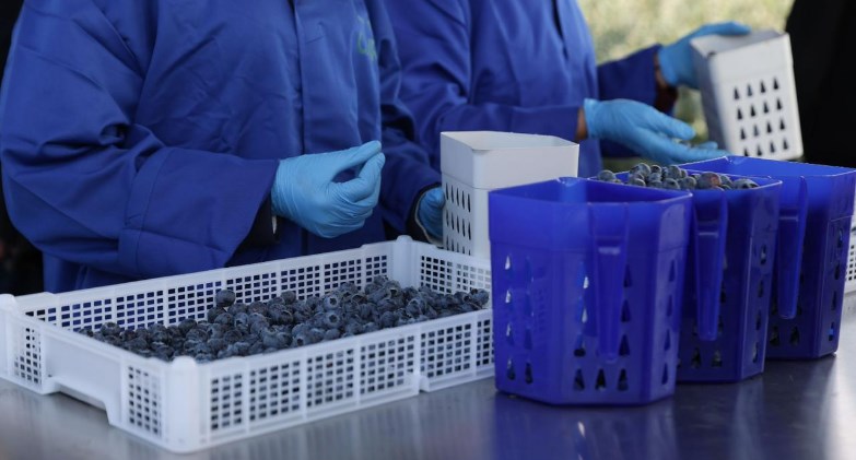 كايرو ثري إيه الزراعية تفتتح مزرعة التوت بوادي النطرون بـ 442.2 مليون جنيه