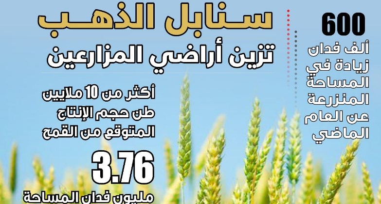 وزارة الزراعة: زراعة 3.76 مليون فدان قمح لهذا الموسم لنتجاوز المستهدف