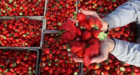 مصر تستحوذ على 8% من الإنتاج العالمي للفراولة في 2024