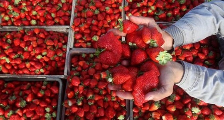 مصر تستحوذ على 8% من الإنتاج العالمي للفراولة في 2024