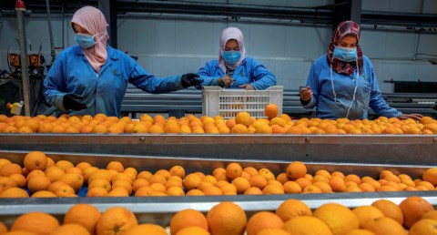 وزير الزراعة 