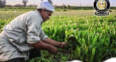 الزراعة تتبى مسارًا متطورًا لإحكام الرقابة على صرف مستلزمات الإنتاج والأسمدة المدعمة
